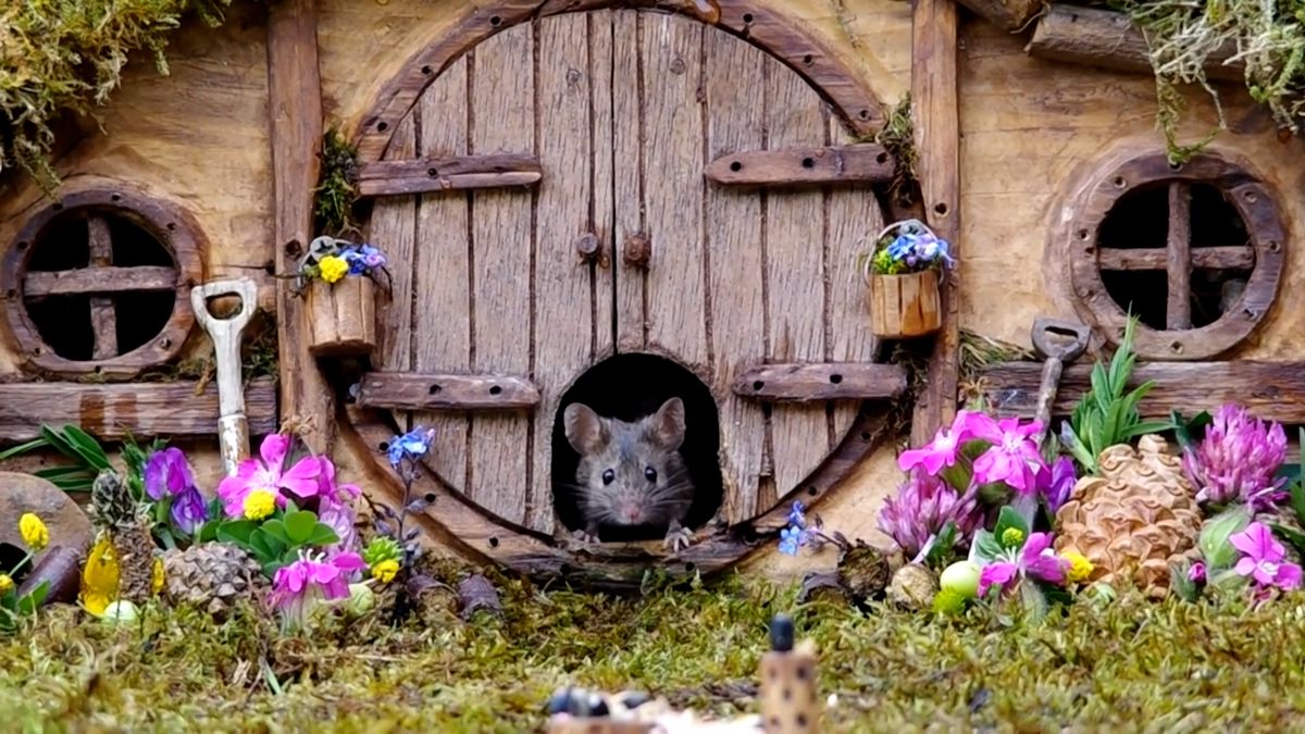 Nadšený fotograf si na zahradě vytvořil miniaturní vesničku. Čilý život myšek v ní vzbuzuje úsměv